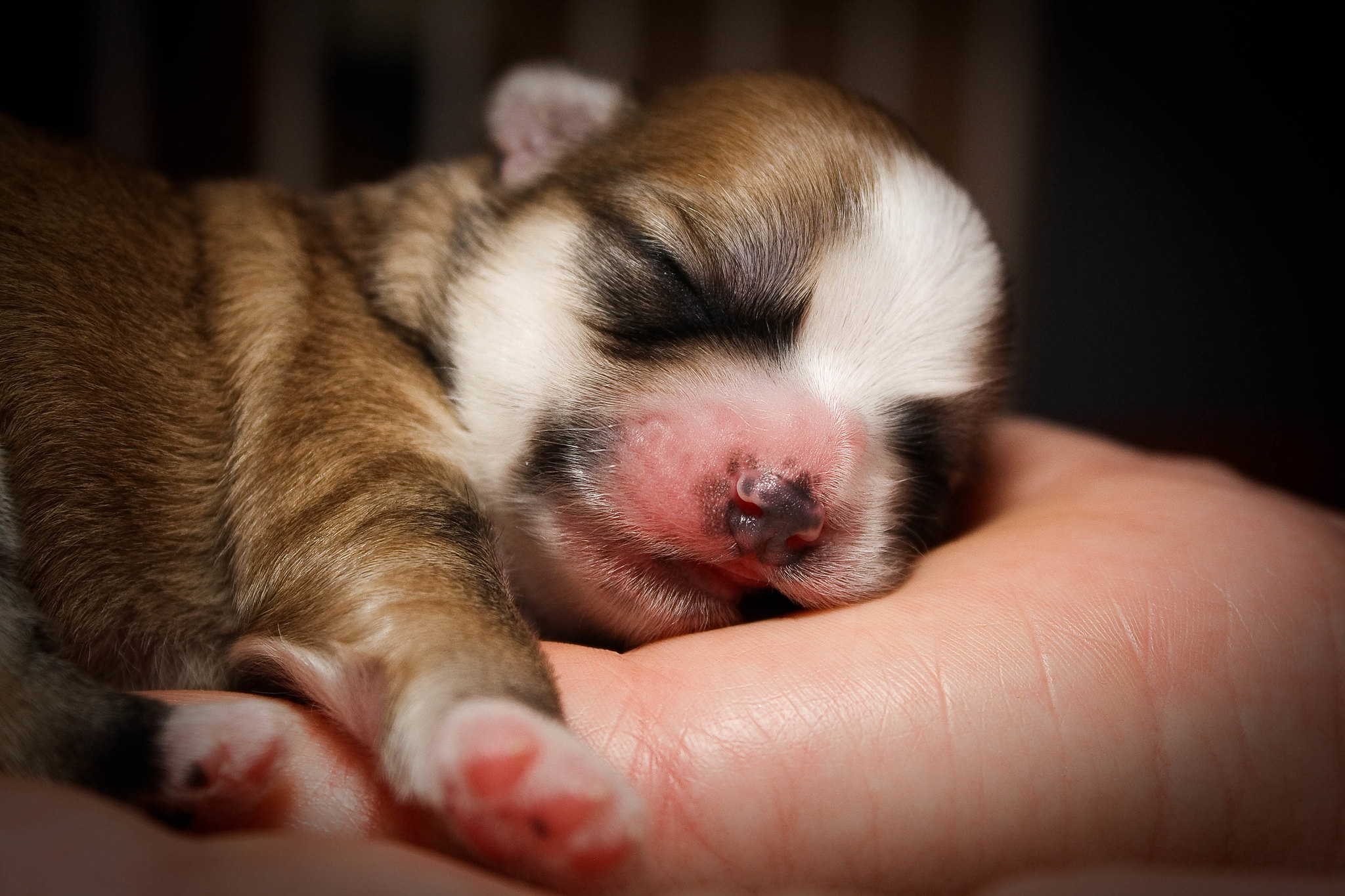 cute maltese-shihtzu puppy with eyes closed