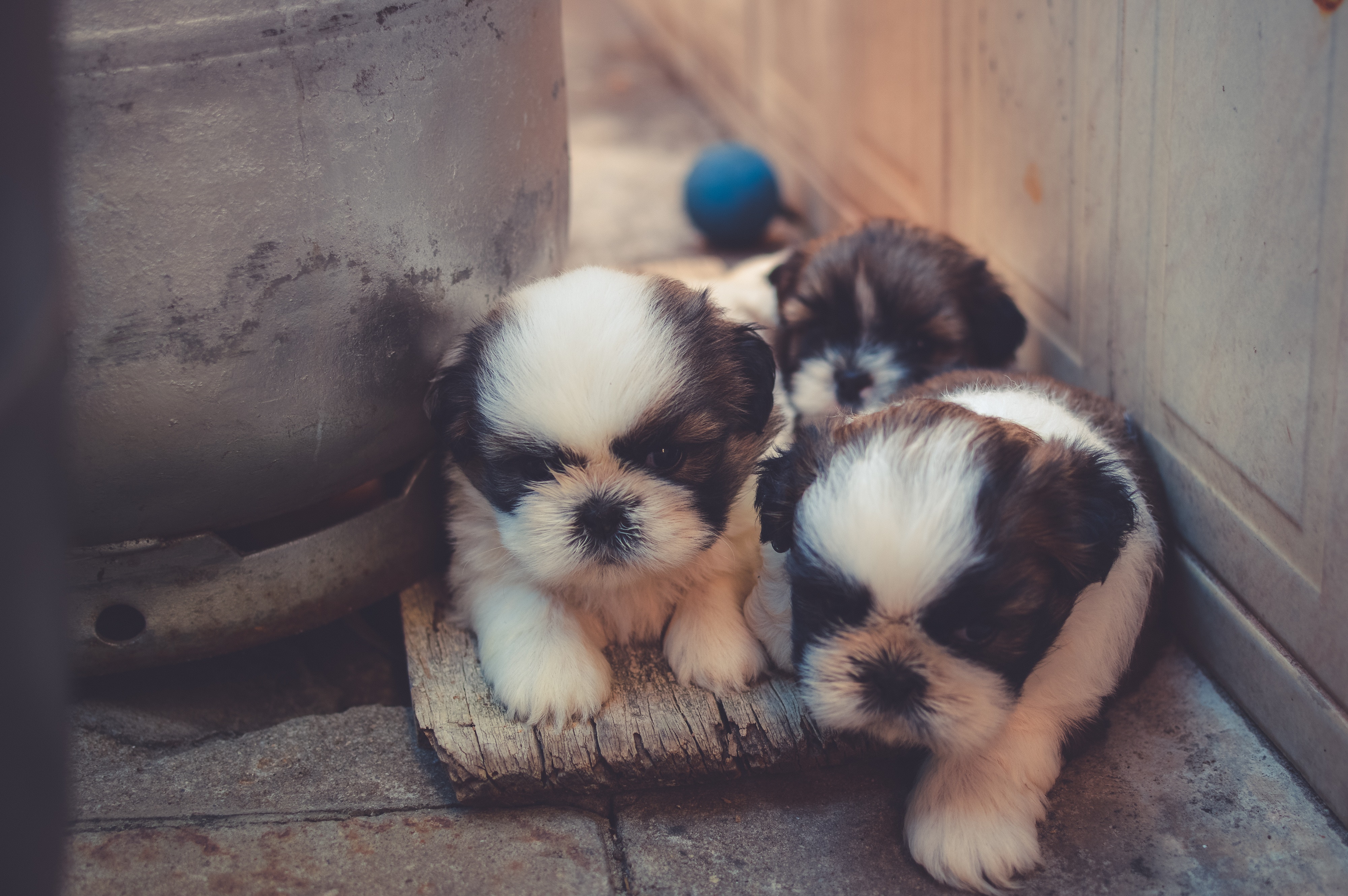 three little black and white puppies snuggling together